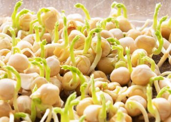 خواص جوانه ها