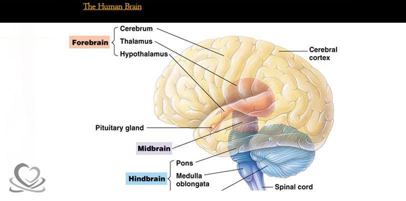 ساختمان مغز انسان
