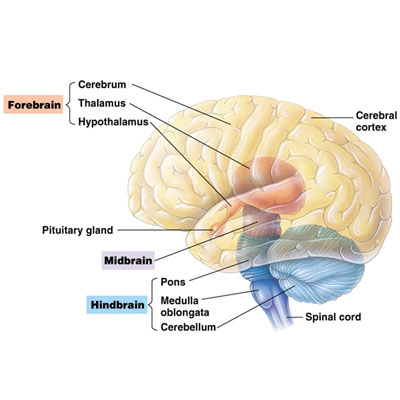 سیستم مغز و اعصاب